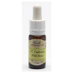 Bach virágeszencia vadrózsa 10 ml