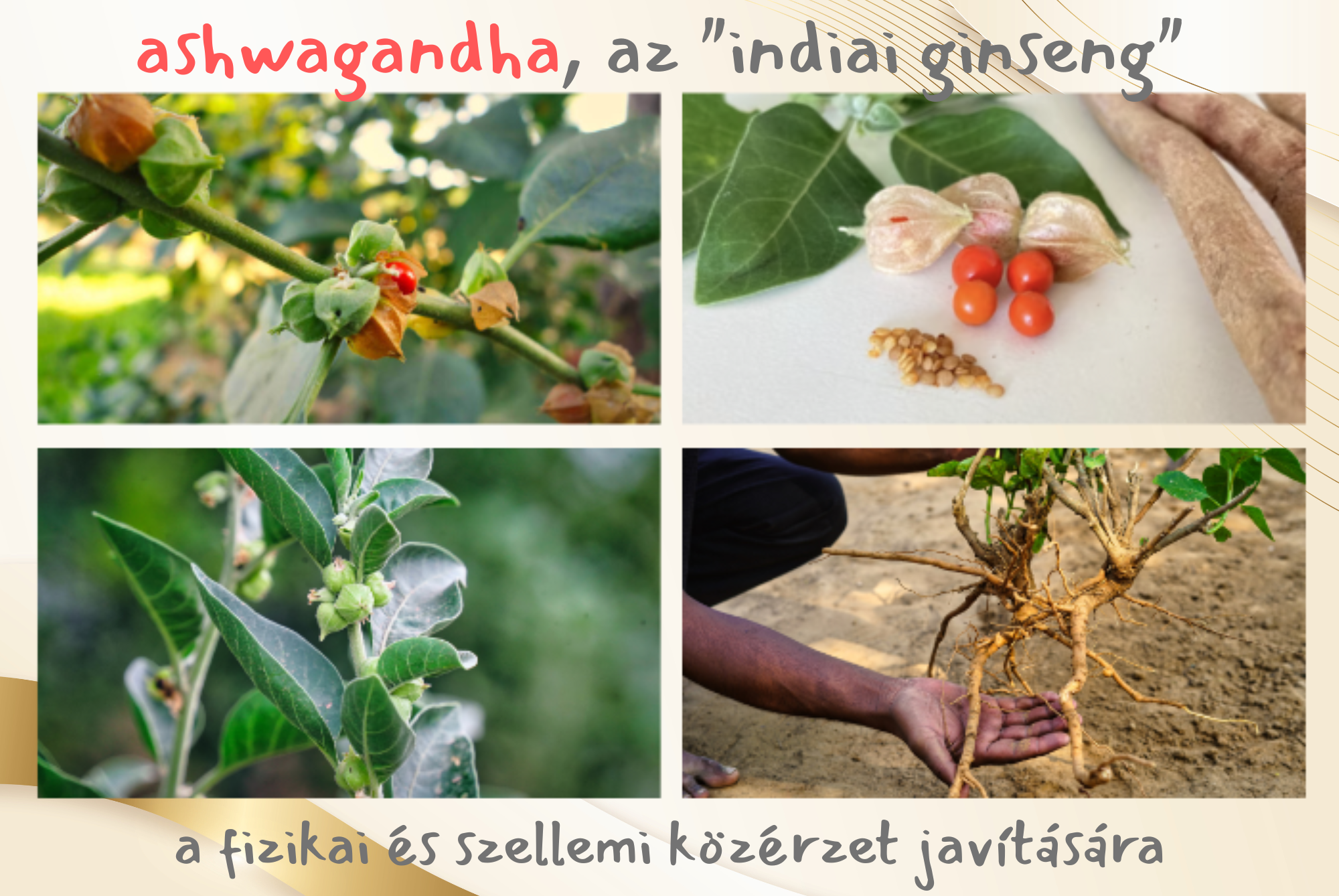 mv blog ashwagandha 2000x1338