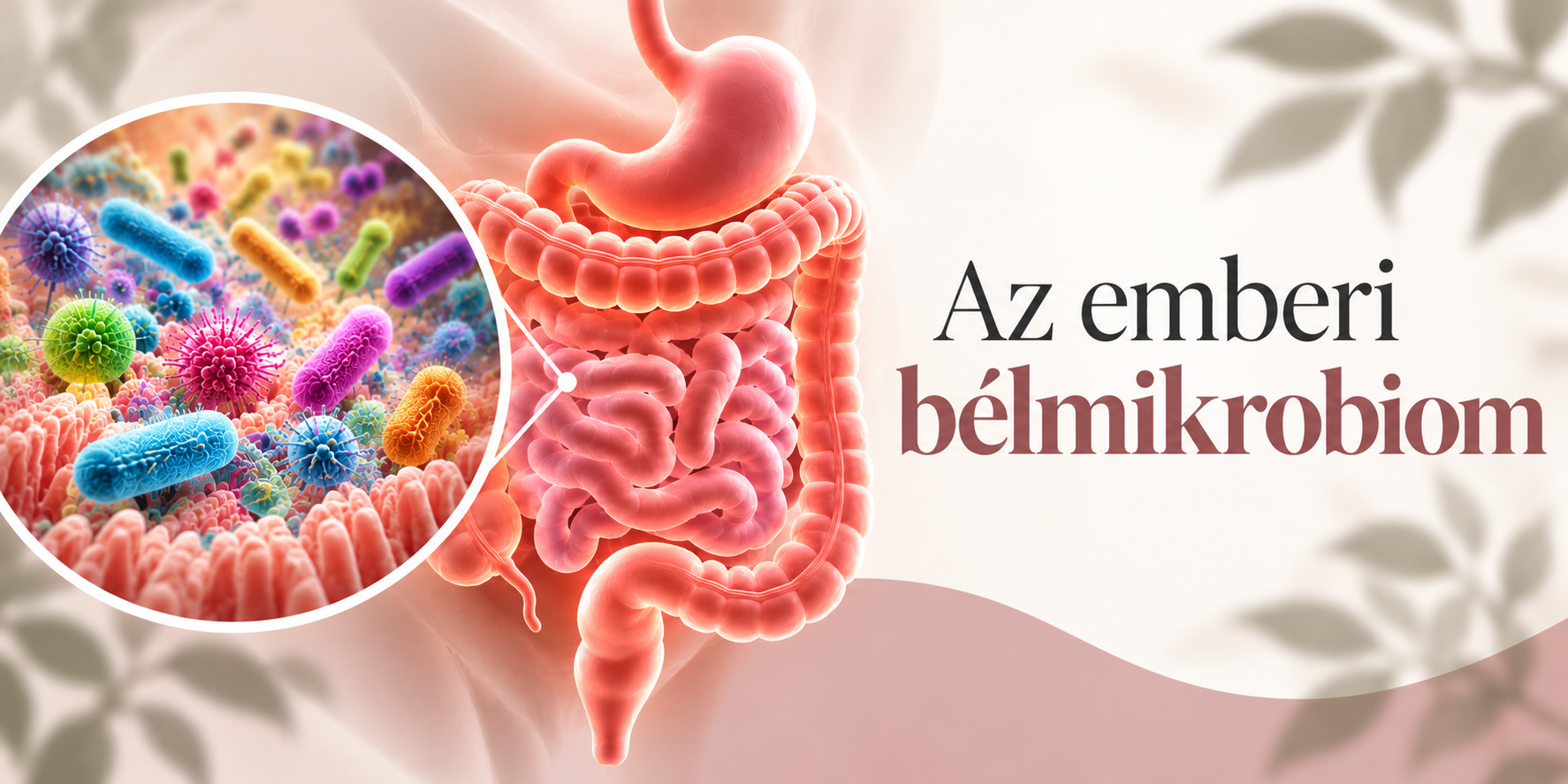 emberi belmikrobiom